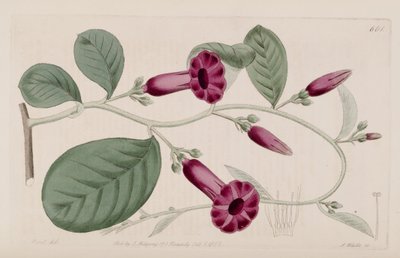 Argyreia cuneata door Ker Gawler